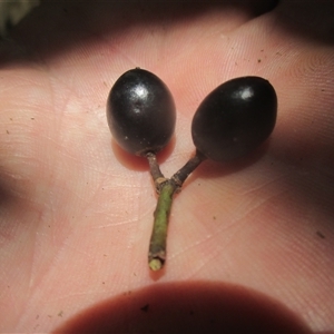 Tetrastigma nitens at Brinsmead, QLD - 13 Nov 2024 11:40 AM