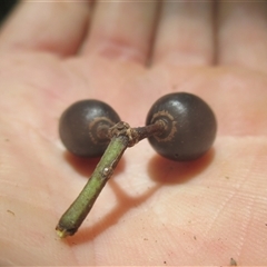 Tetrastigma nitens at Brinsmead, QLD - 13 Nov 2024 11:40 AM