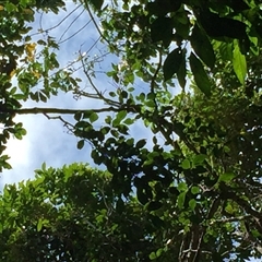 Tetrastigma nitens at Brinsmead, QLD - 13 Nov 2024 11:40 AM