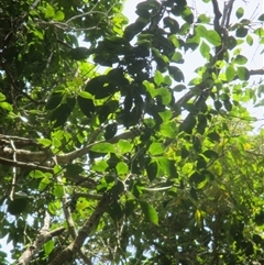 Tetrastigma nitens at Brinsmead, QLD - 13 Nov 2024 11:40 AM