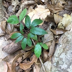 Tetrastigma nitens at Brinsmead, QLD - 13 Nov 2024