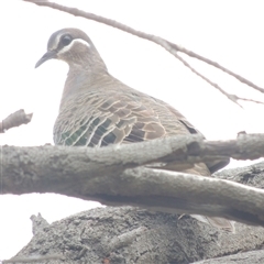 Phaps chalcoptera (Common Bronzewing) at Mount Duneed, VIC - 24 Nov 2024 by WendyEM