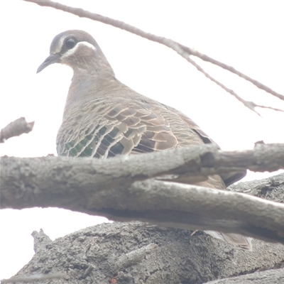 Phaps chalcoptera (Common Bronzewing) at Mount Duneed, VIC - 24 Nov 2024 by WendyEM