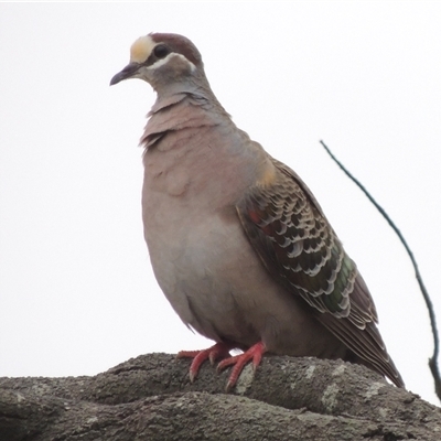 Phaps chalcoptera (Common Bronzewing) at Mount Duneed, VIC - 24 Nov 2024 by WendyEM