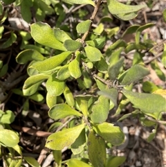 Unidentified Plant at Acton, ACT - 23 Nov 2024 by Jenny54