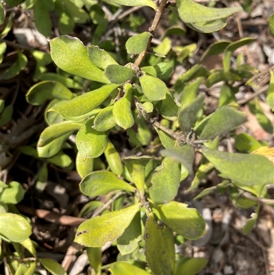 Unidentified Plant at Acton, ACT - 23 Nov 2024 by Jenny54