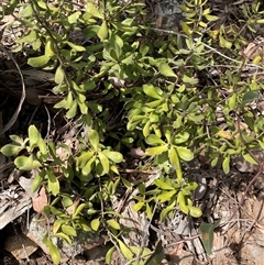 Persoonia rigida at Acton, ACT - 24 Nov 2024