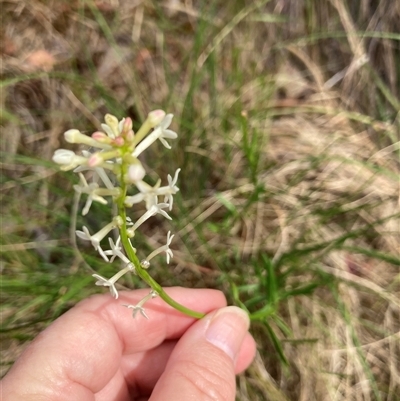 Stackhousia monogyna (Creamy Candles) at Acton, ACT - 23 Nov 2024 by Jenny54