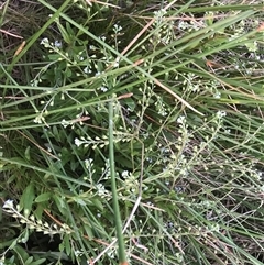 Unidentified Other Wildflower or Herb at Mitchell, ACT - 24 Nov 2024 by Woozlecat