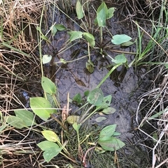 Unidentified Other Wildflower or Herb at Mitchell, ACT - 24 Nov 2024 by Woozlecat