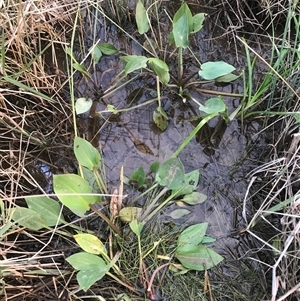 Alisma plantago-aquatica at Mitchell, ACT - 24 Nov 2024 07:50 PM