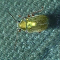 Edusella sp. (genus) at Freshwater Creek, VIC - 24 Nov 2024 03:11 PM