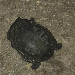 Chelodina longicollis at Crace, ACT - 24 Nov 2024 by Woozlecat