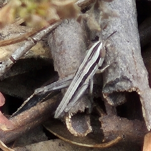 Macrotona sp. (genus) at Bungendore, NSW - suppressed