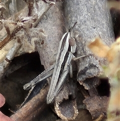 Macrotona sp. (genus) at Bungendore, NSW - suppressed