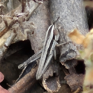 Macrotona sp. (genus) at Bungendore, NSW - suppressed