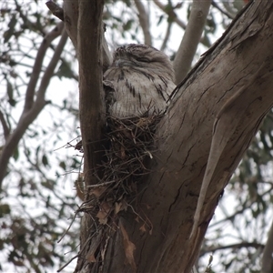 Podargus strigoides at Freshwater Creek, VIC - 24 Nov 2024