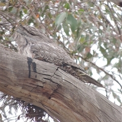 Podargus strigoides at Freshwater Creek, VIC - 24 Nov 2024 04:00 PM