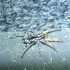 Nyssus coloripes (Spotted Ground Swift Spider) at Herne Hill, VIC - 24 Nov 2024 by WendyEM