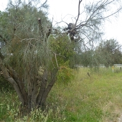 Allocasuarina verticillata at Mount Duneed, VIC - 24 Nov 2024 by WendyEM