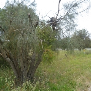 Allocasuarina verticillata at Mount Duneed, VIC by WendyEM