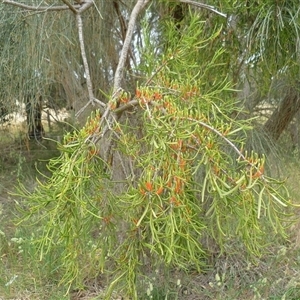 Amyema miquelii at Mount Duneed, VIC by WendyEM