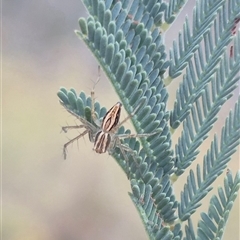 Oxyopes elegans at Bungendore, NSW - 24 Nov 2024 by clarehoneydove