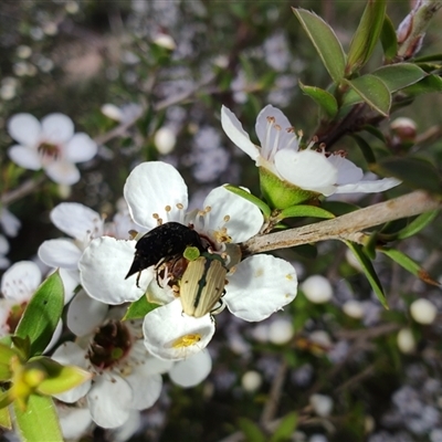 Mordella sp. (genus) at Majors Creek, NSW - 22 Nov 2024 by LyndalT