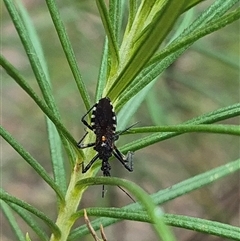 Trachylestes sp. (genus) at Bungendore, NSW - 24 Nov 2024 by clarehoneydove