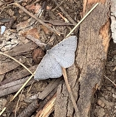 Taxeotis reserata (A Geometer moth) at Booth, ACT - 24 Nov 2024 by Ash295