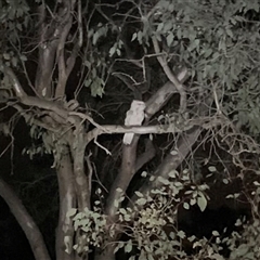 Podargus strigoides (Tawny Frogmouth) at Symonston, ACT - 1 Nov 2024 by Ash295