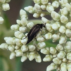 Mordella sp. (genus) at Bungendore, NSW - suppressed