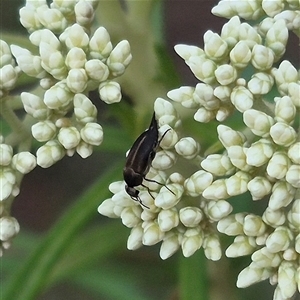 Mordella sp. (genus) at Bungendore, NSW - suppressed