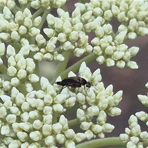 Mordella sp. (genus) at Bungendore, NSW - suppressed