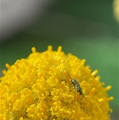 Torymidae (family) (Torymid wasp) at Evatt, ACT - 24 Nov 2024 by LeahColebrook
