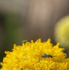 Torymidae (family) at Evatt, ACT - 24 Nov 2024 04:34 PM