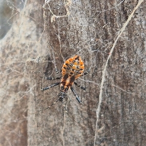 Pristhesancus plagipennis at Bungendore, NSW - 24 Nov 2024