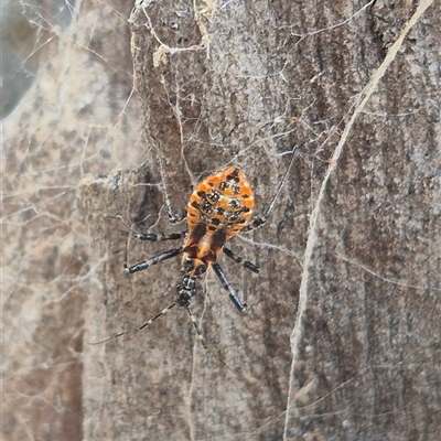 Pristhesancus plagipennis (Common Assassin Bug, Bee Killer Assassin Bug) at Bungendore, NSW - 24 Nov 2024 by clarehoneydove