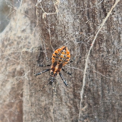 Unidentified Other true bug at Bungendore, NSW - 24 Nov 2024 by clarehoneydove