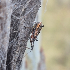 Pristhesancus plagipennis at Bungendore, NSW - 24 Nov 2024