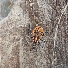 Pristhesancus plagipennis at Bungendore, NSW - suppressed