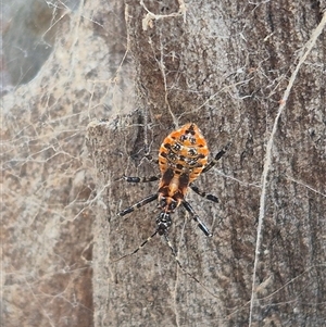 Pristhesancus plagipennis at Bungendore, NSW - suppressed