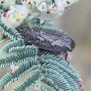 Unidentified Leafhopper or planthopper (Hemiptera, several families) at Bungendore, NSW by clarehoneydove