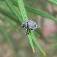 Edusella sp. (genus) at Bungendore, NSW - 24 Nov 2024 by clarehoneydove