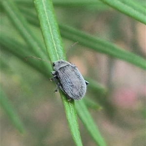 Edusella sp. (genus) at Bungendore, NSW - suppressed