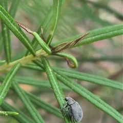 Edusella sp. (genus) at Bungendore, NSW - suppressed