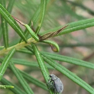 Edusella sp. (genus) at Bungendore, NSW - suppressed