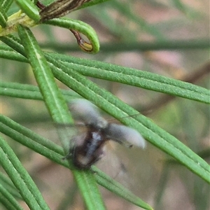 Edusella sp. (genus) at Bungendore, NSW - suppressed