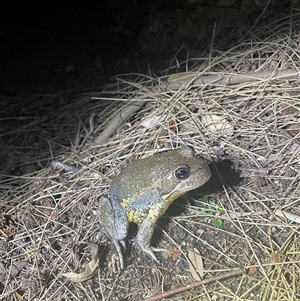 Limnodynastes dumerilii at Acton, ACT - 17 Oct 2024