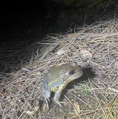 Limnodynastes dumerilii at Acton, ACT - 17 Oct 2024